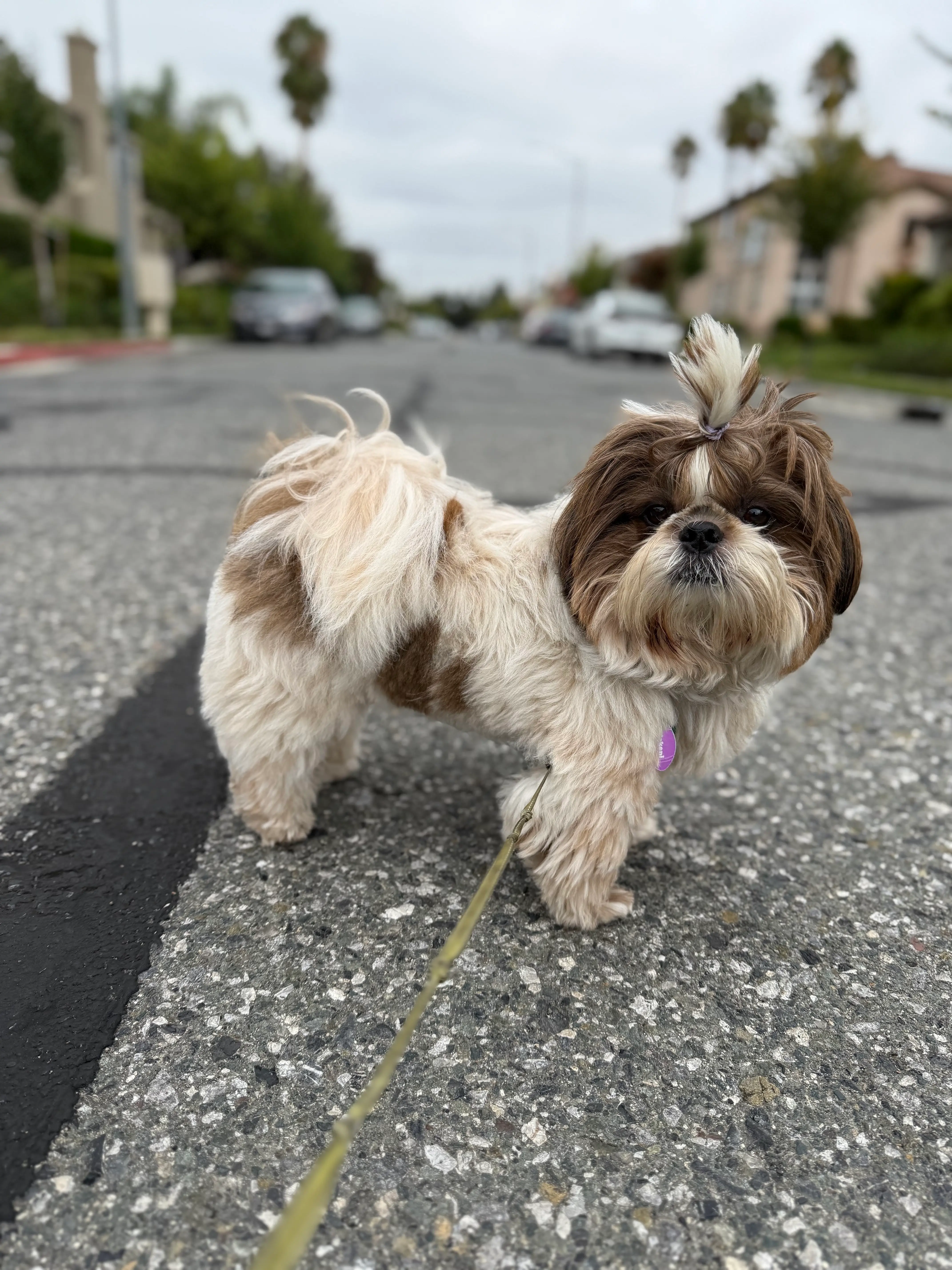 My lil walking buddy 💙
