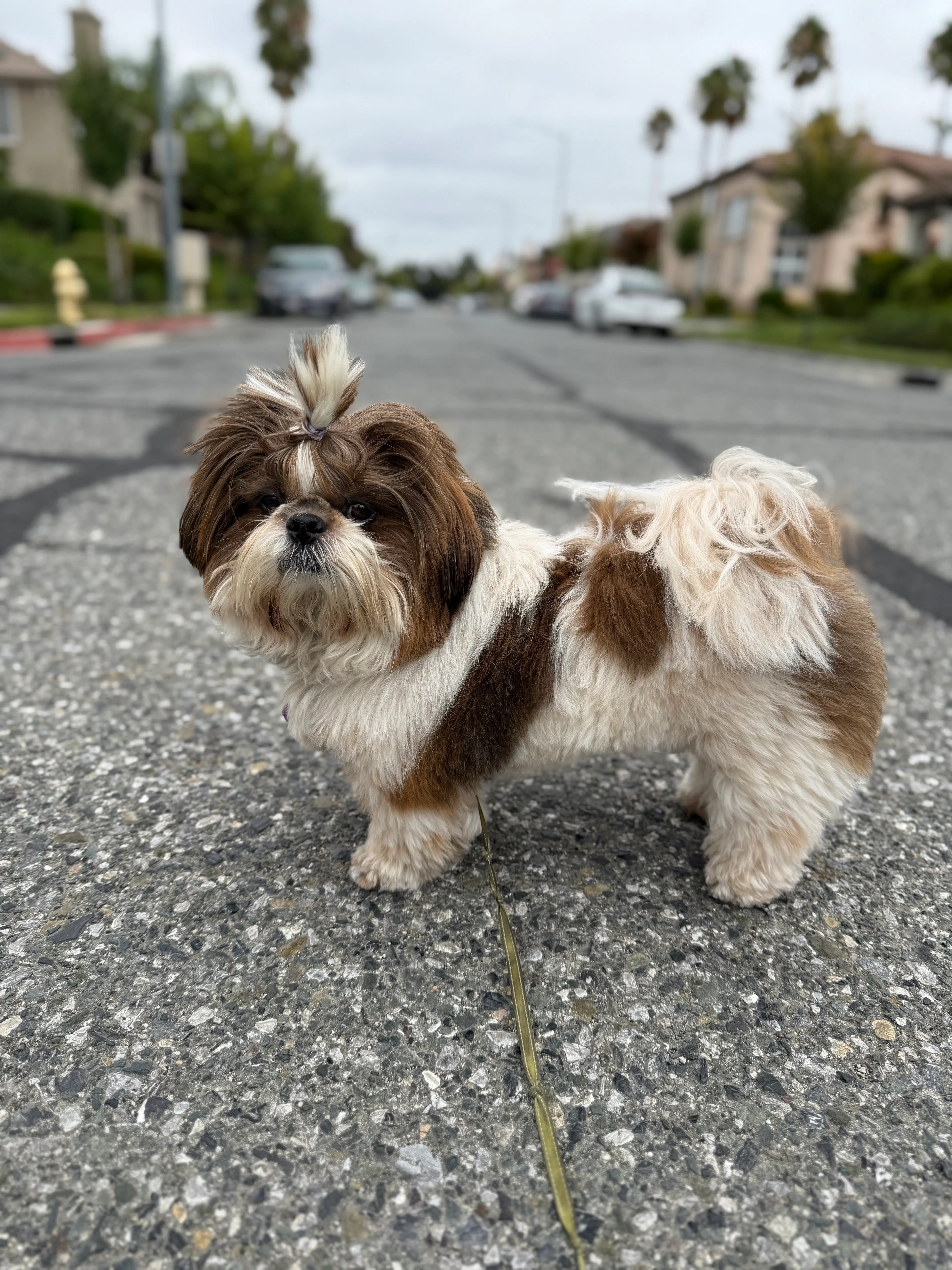 My lil walking buddy 💙