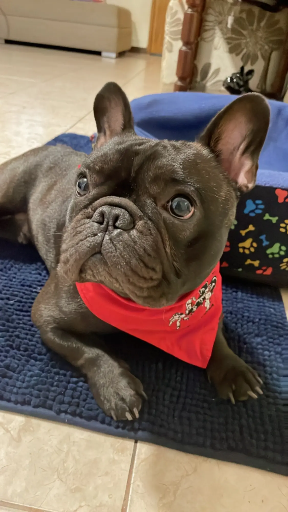 Hi, this is my french bulldog 🤍