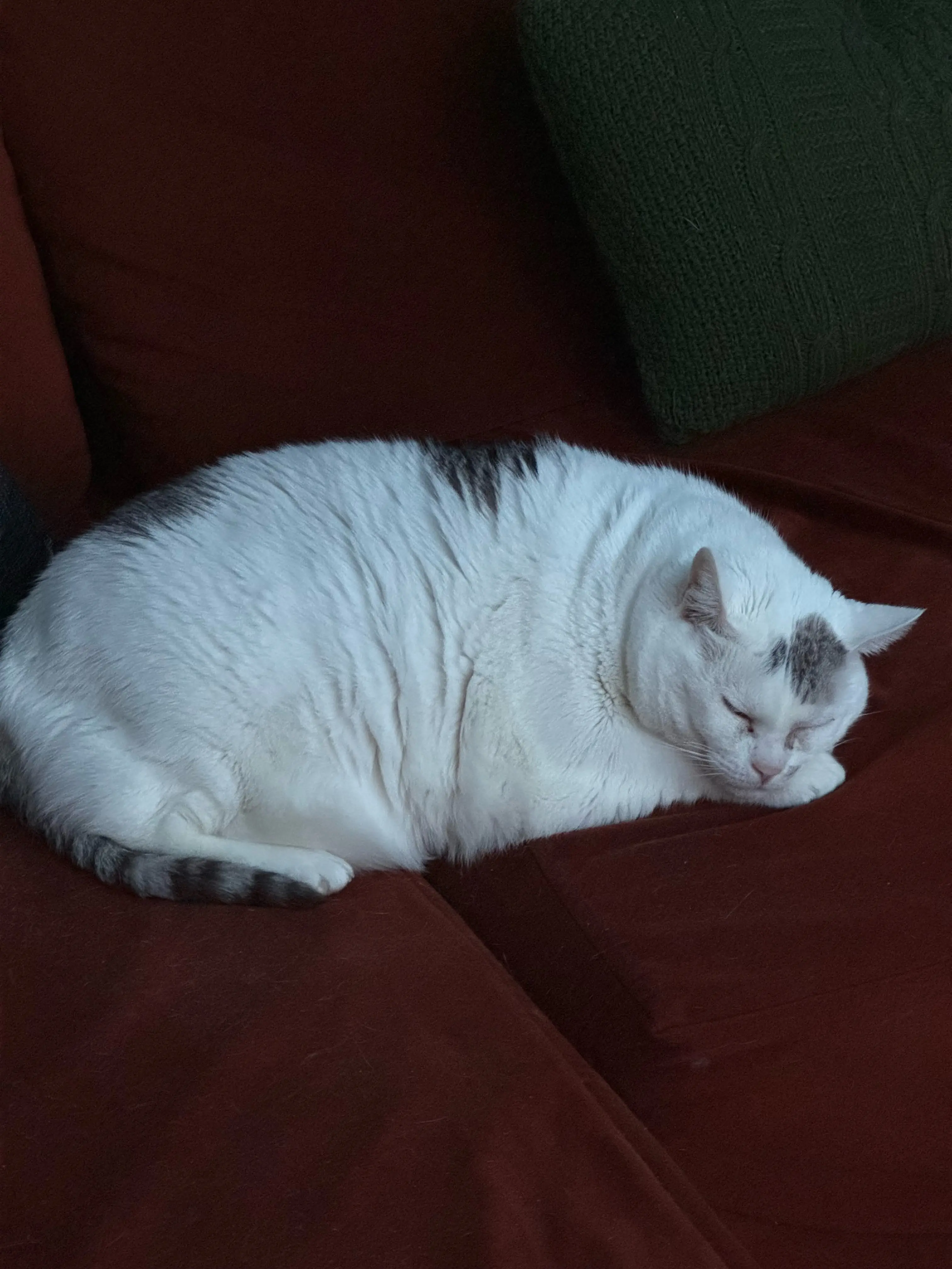 Do you have pets?