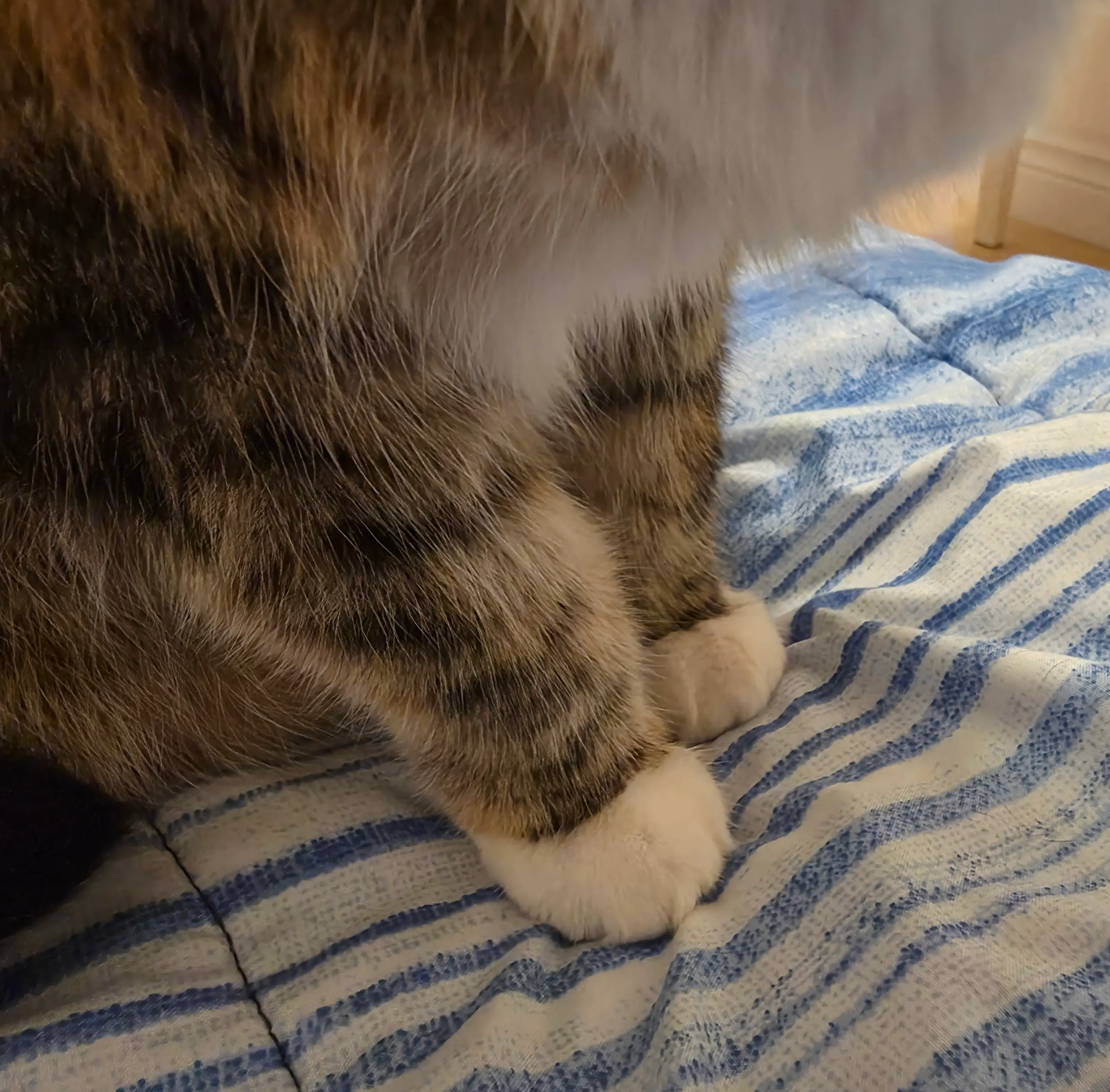 Have a look at my kitty's paws