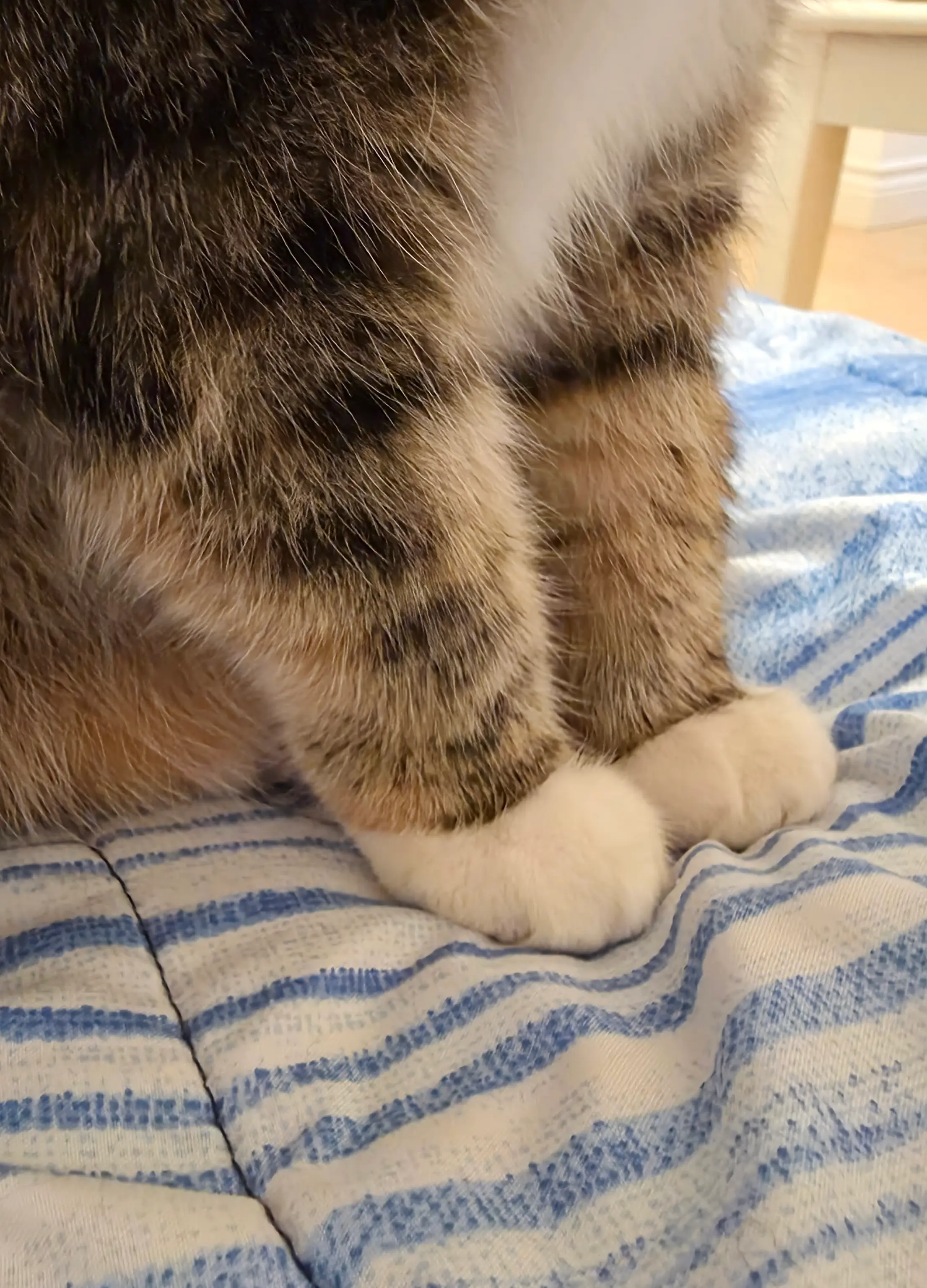 Have a look at my kitty's paws