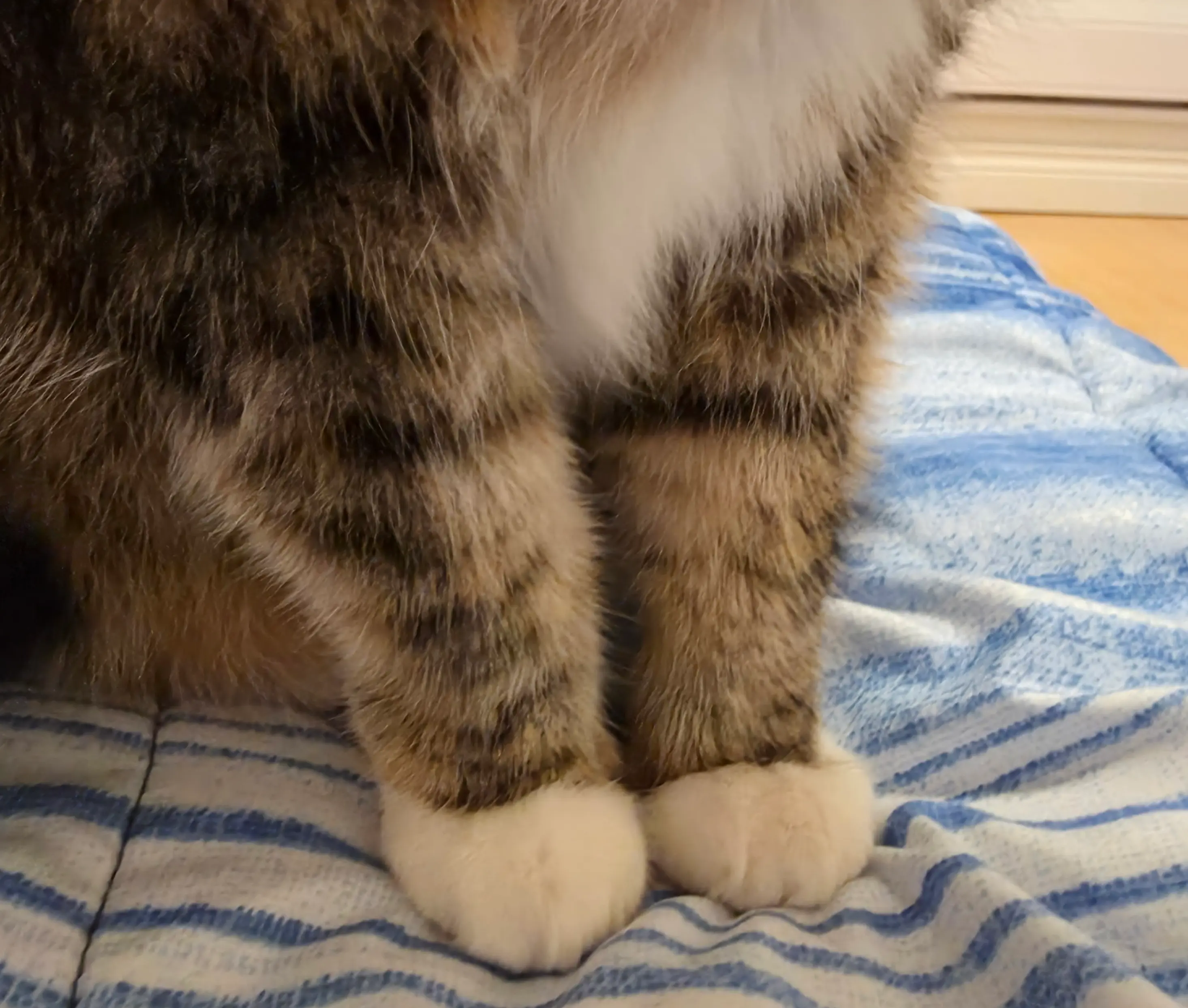 Have a look at my kitty's paws