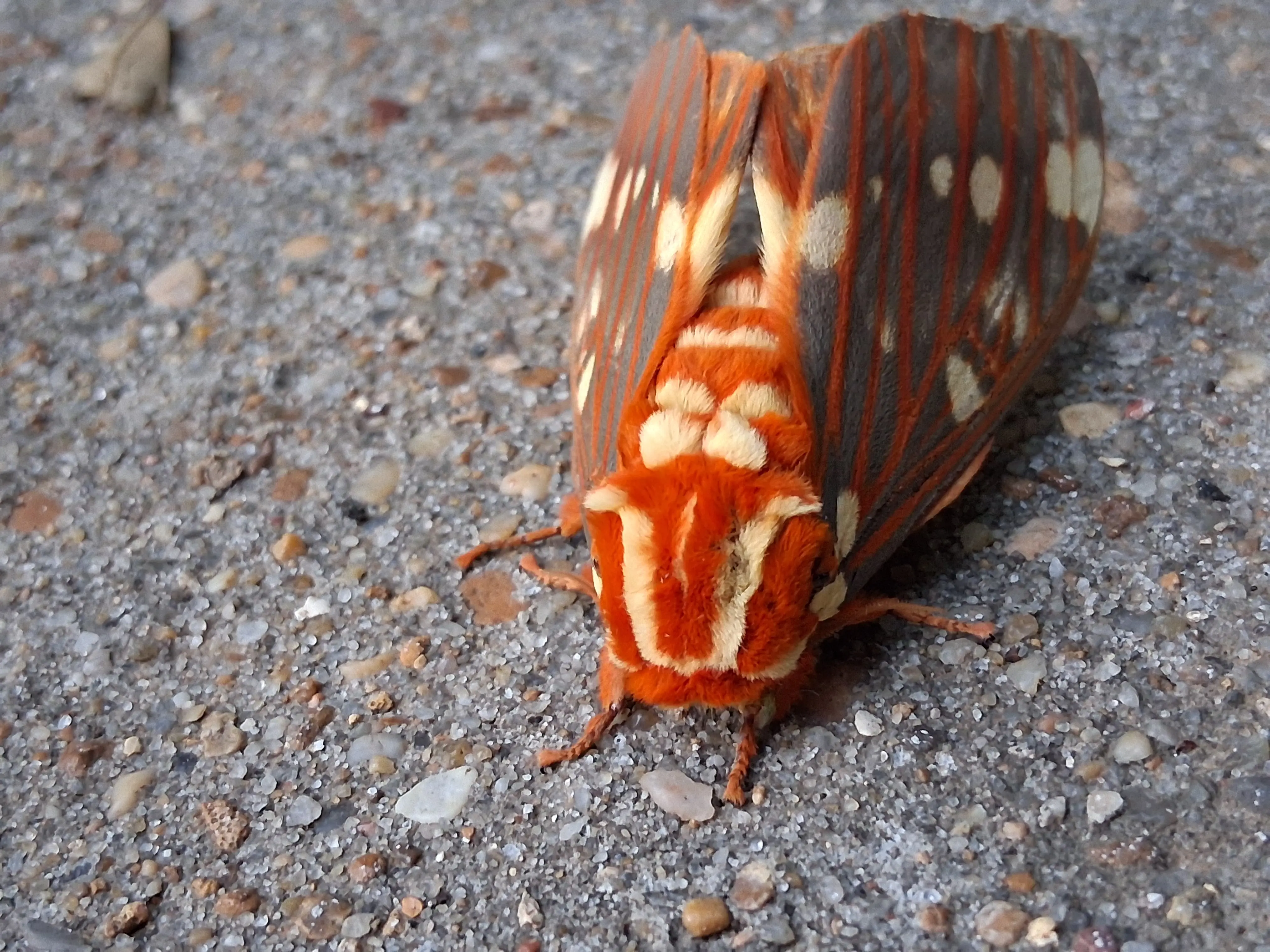 Wanted to show some critters i saw last nigh
