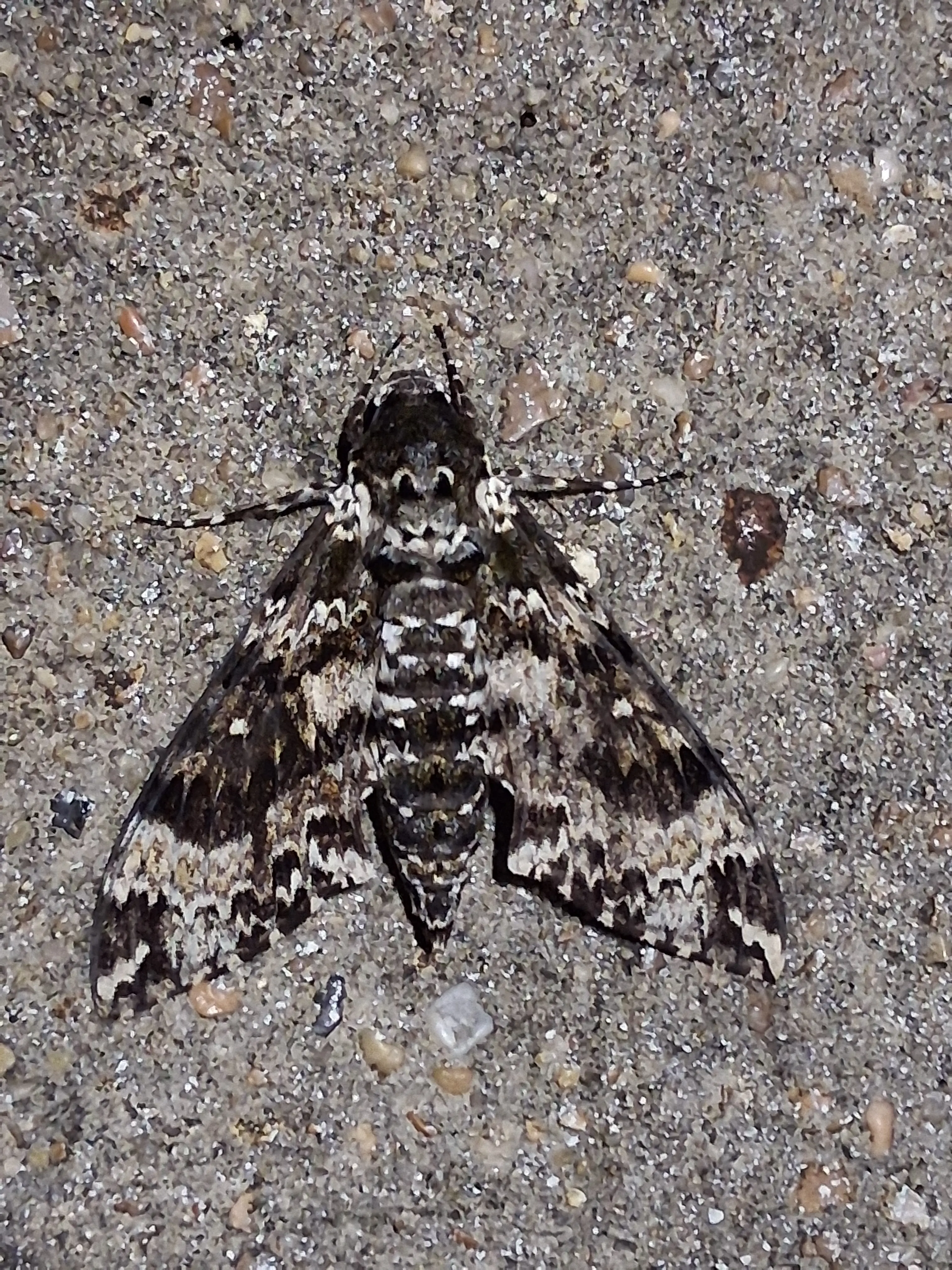 Wanted to show some critters i saw last nigh