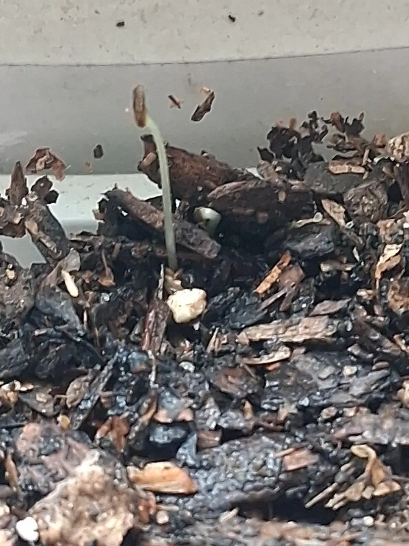 My baby lettuce seeds sprouted