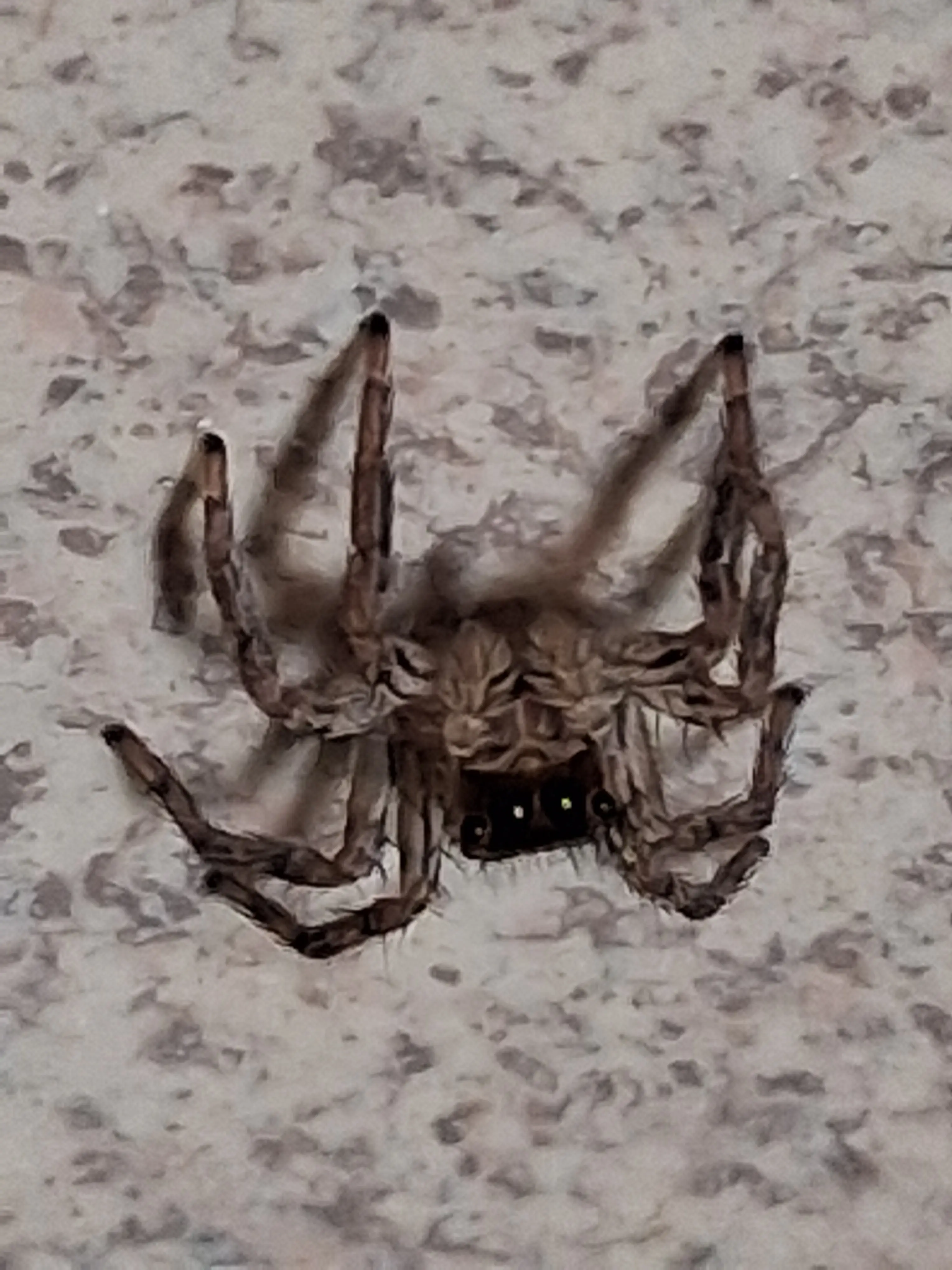 Wanted to show my favorite jumping spiders