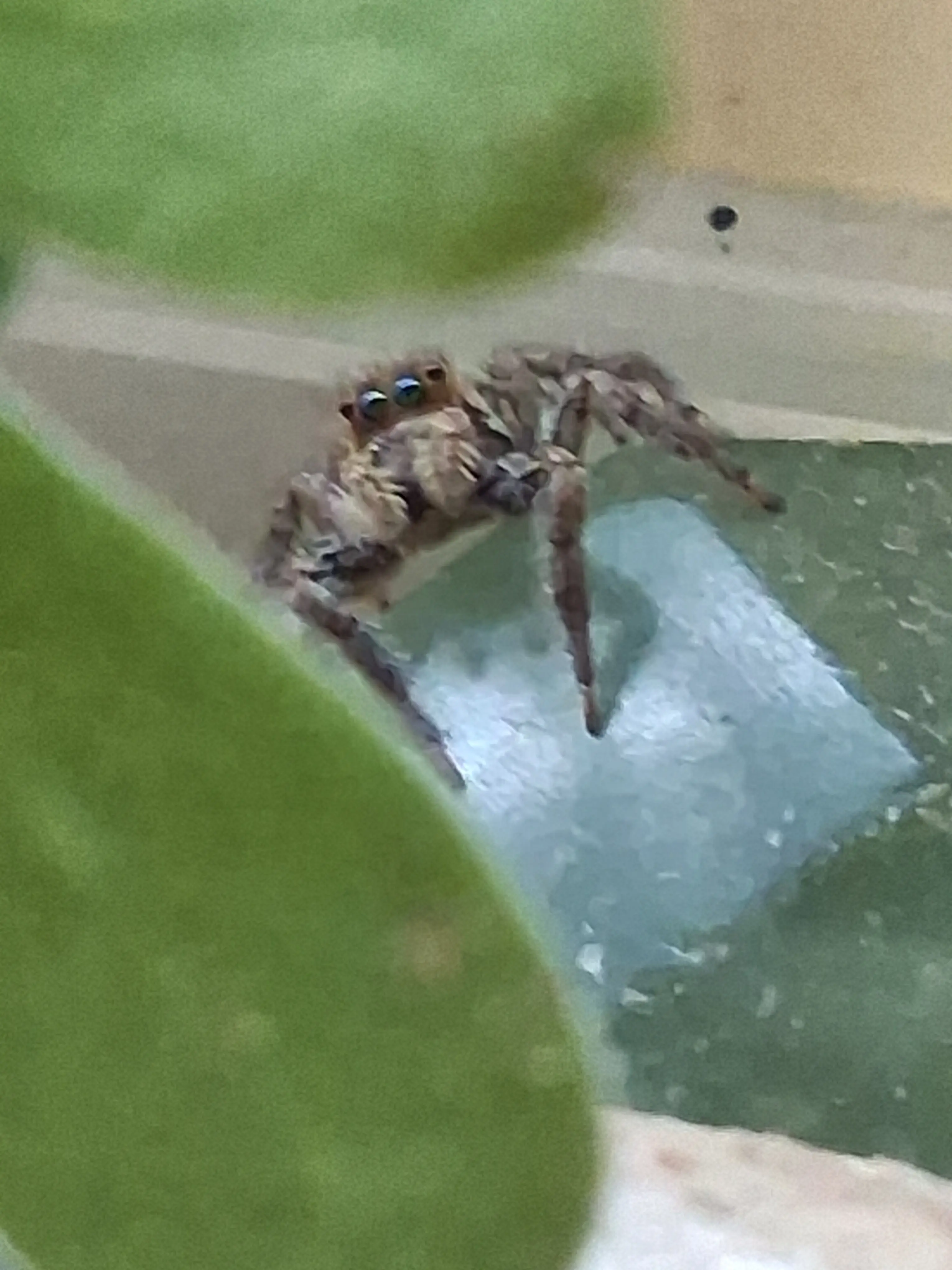 Wanted to show my favorite jumping spiders