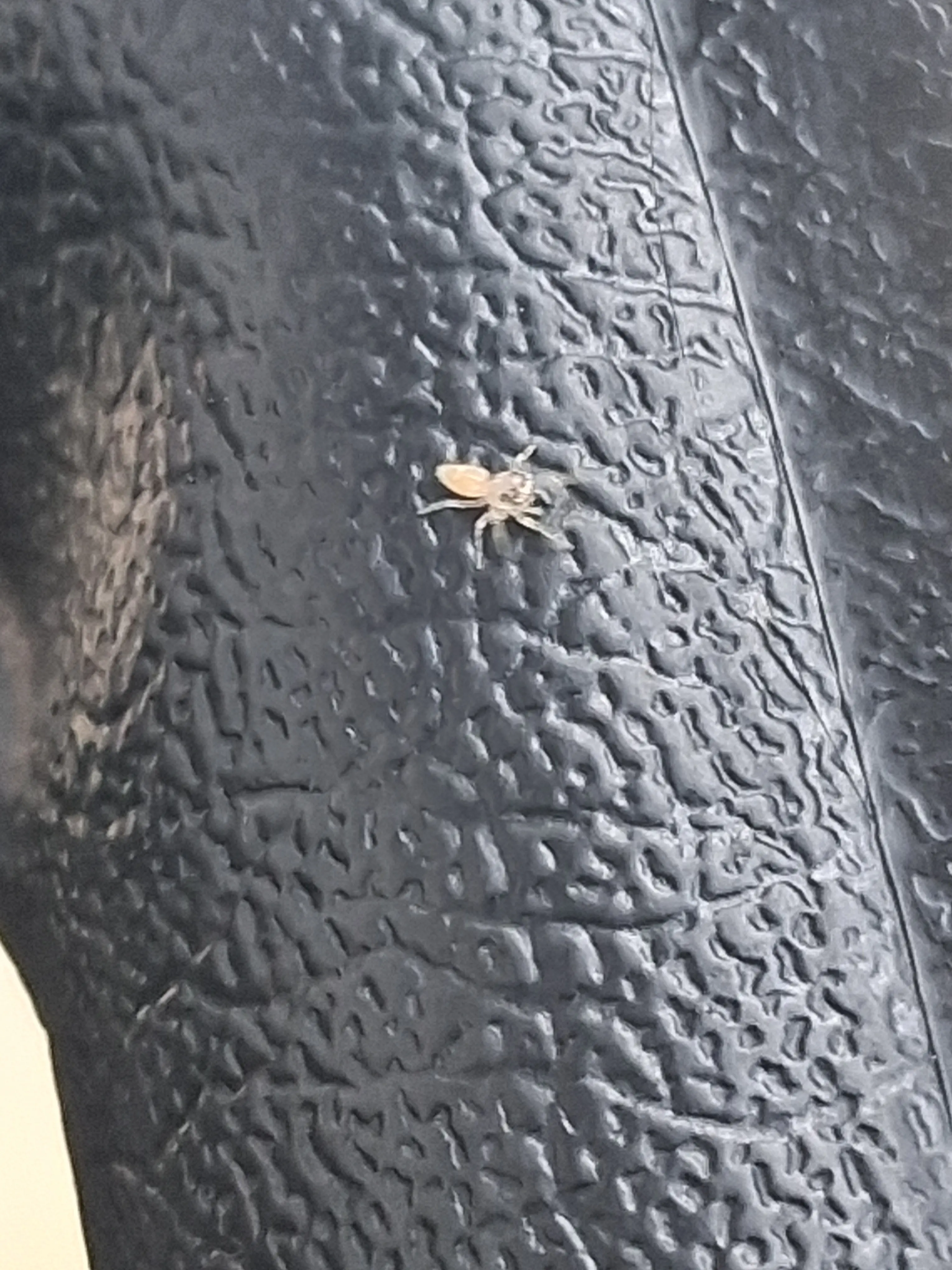Wanted to show my favorite jumping spiders