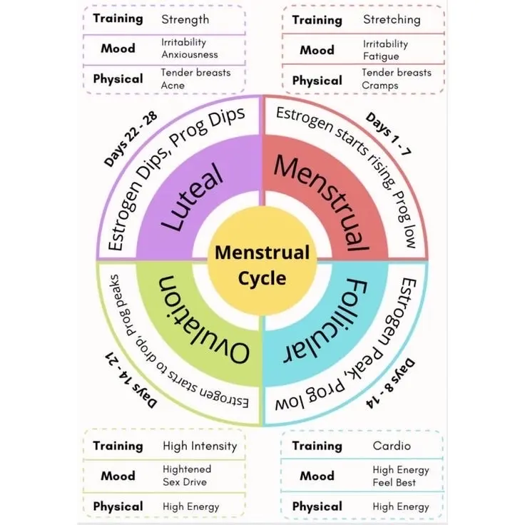 Menstrual cycle and hormones