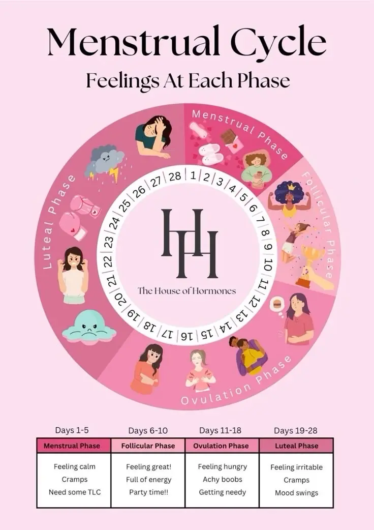 Menstrual cycle and hormones