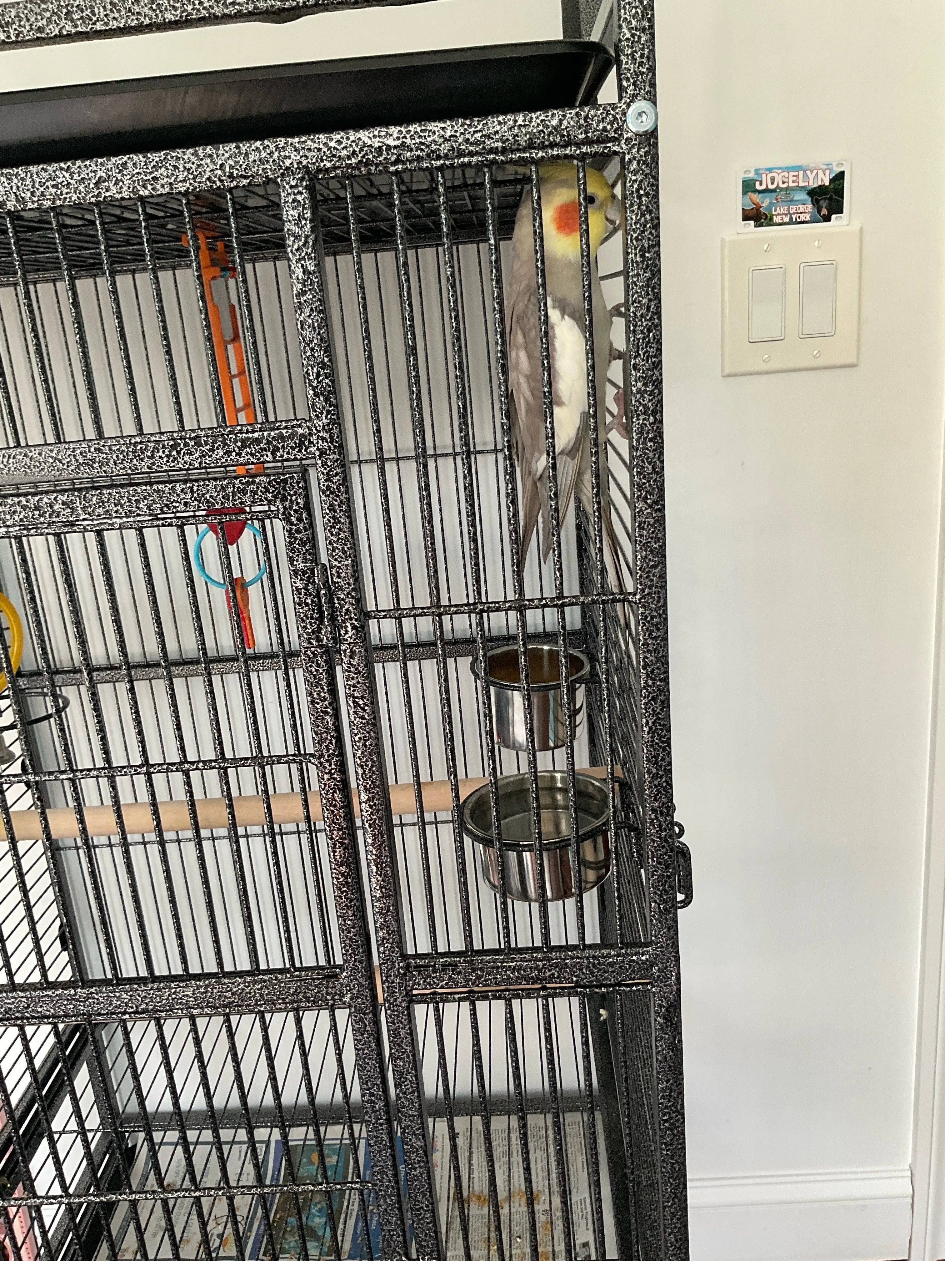 Update on my new pet