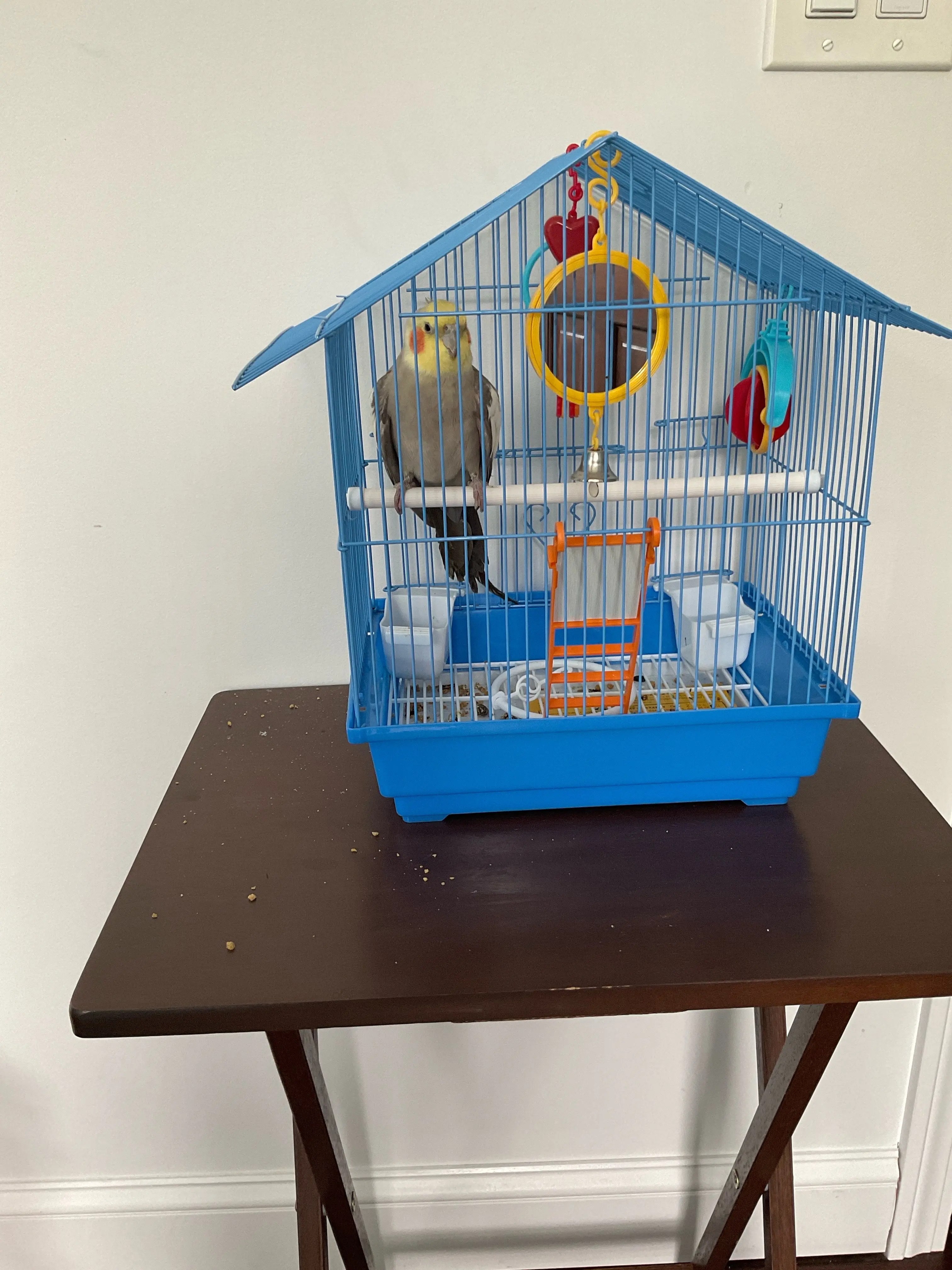New rescue pet