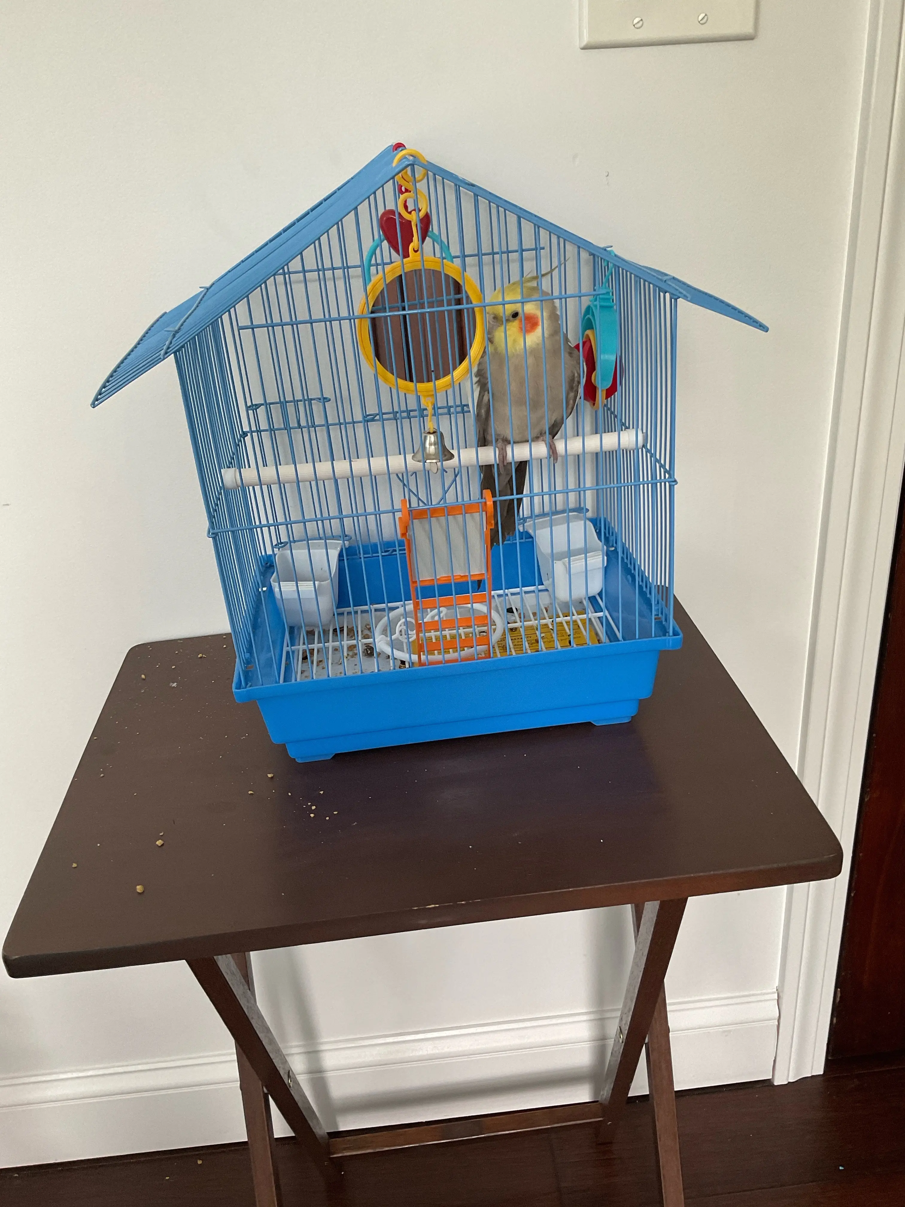 New rescue pet