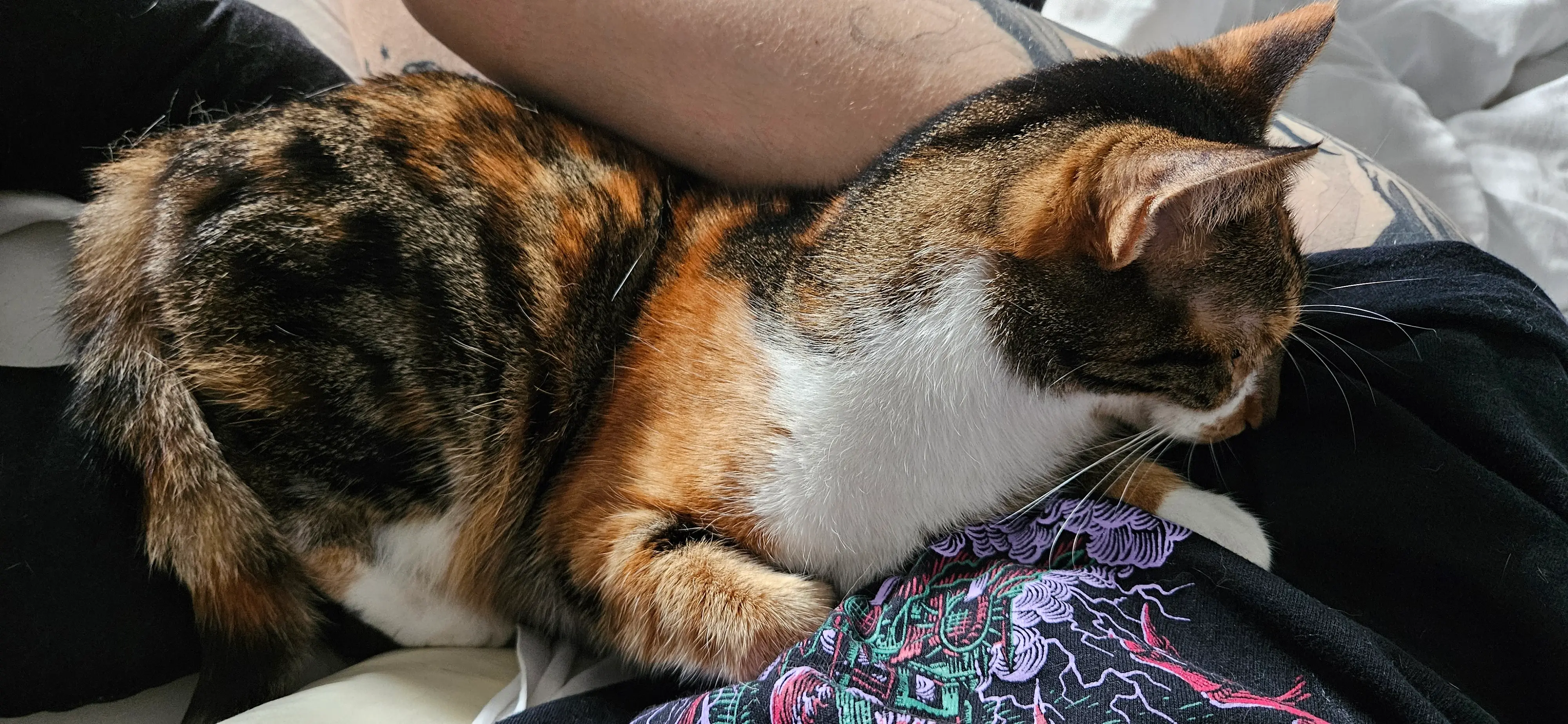 My cat don't want me to move and do my workout 😭