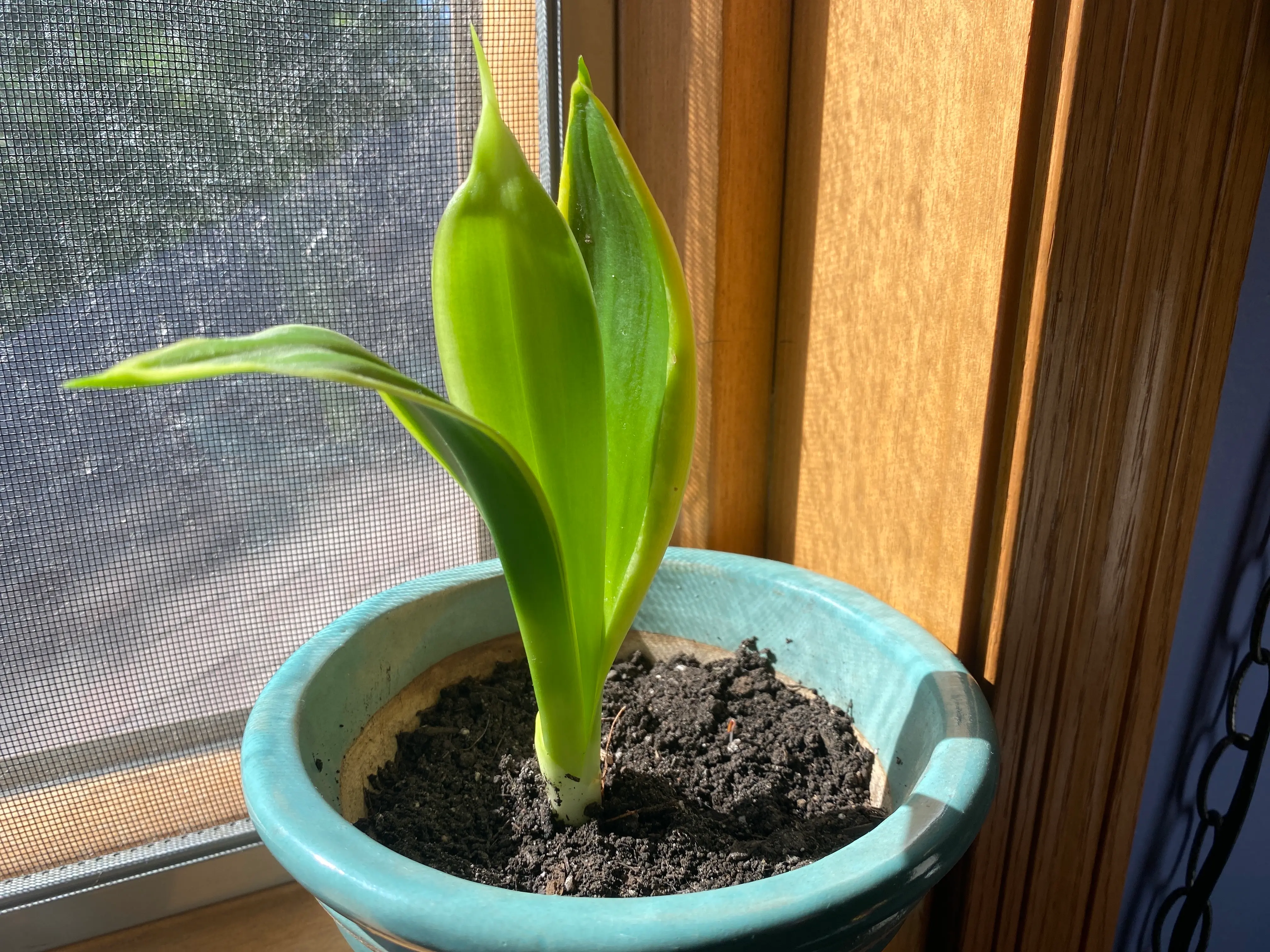 Help!! Plant care advice!!