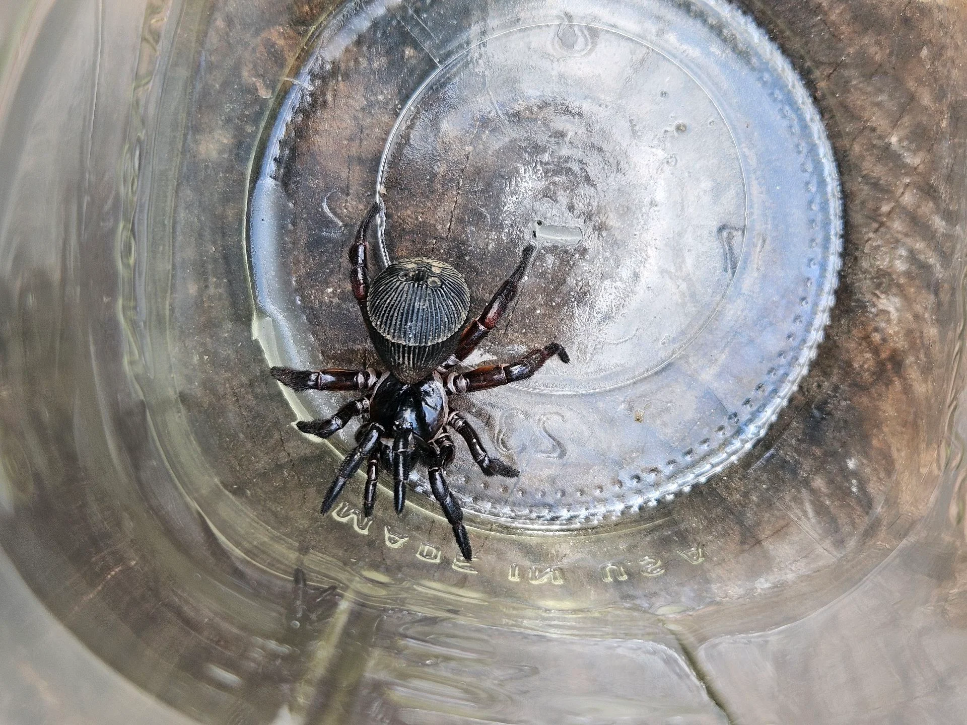 Trapdoor spider 🕷