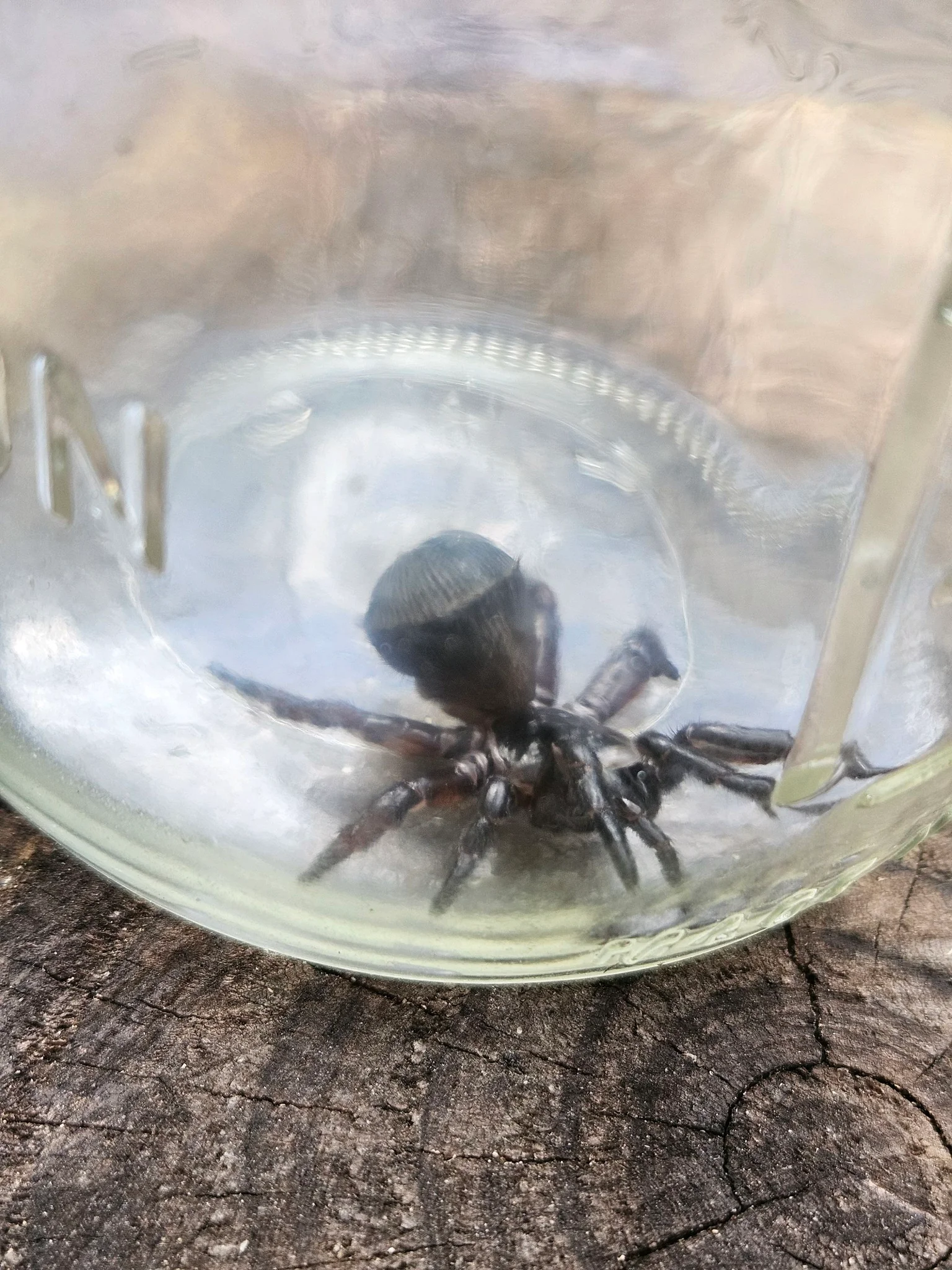 Trapdoor spider 🕷