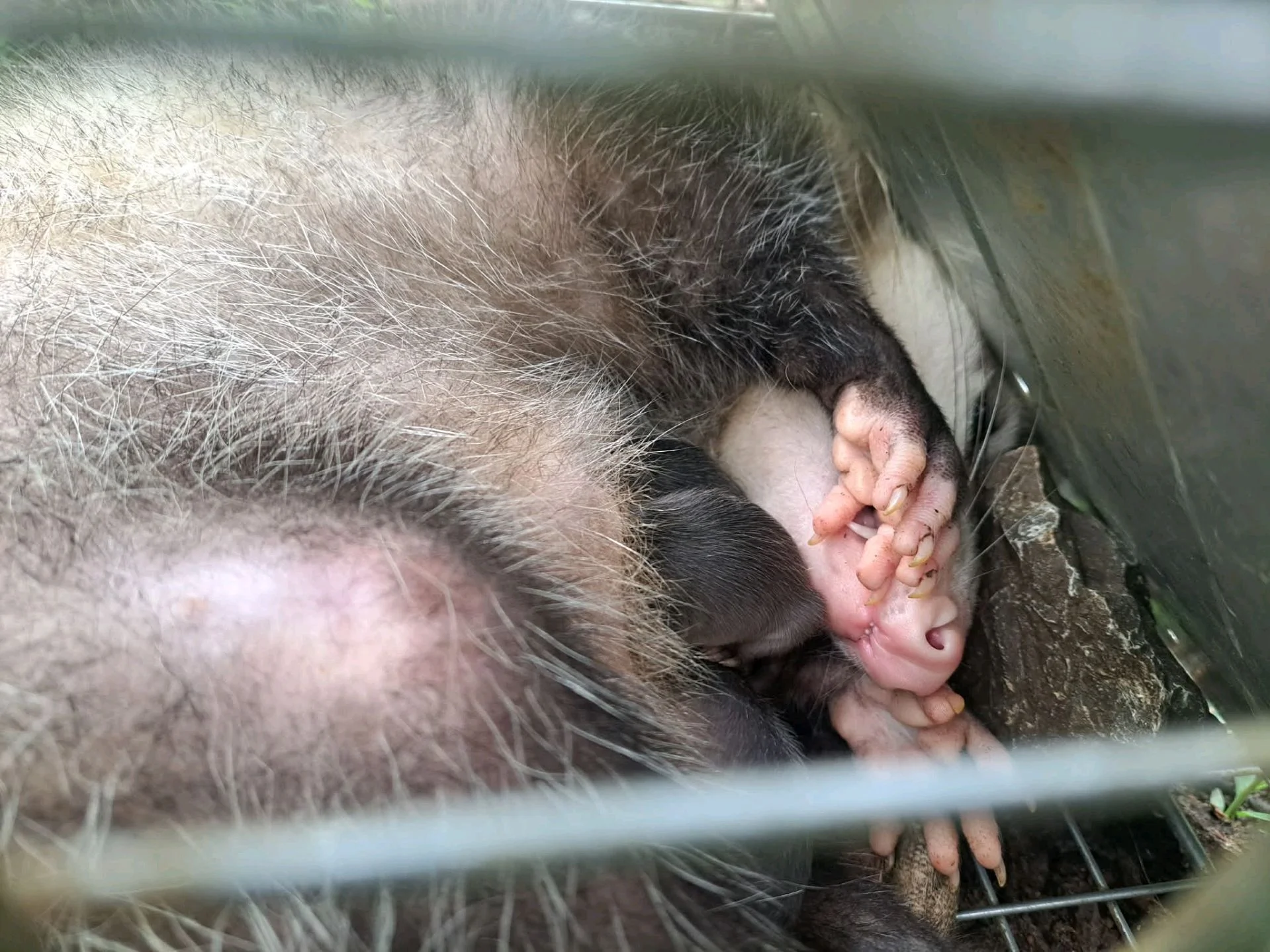 We tried to rescue a raccoon