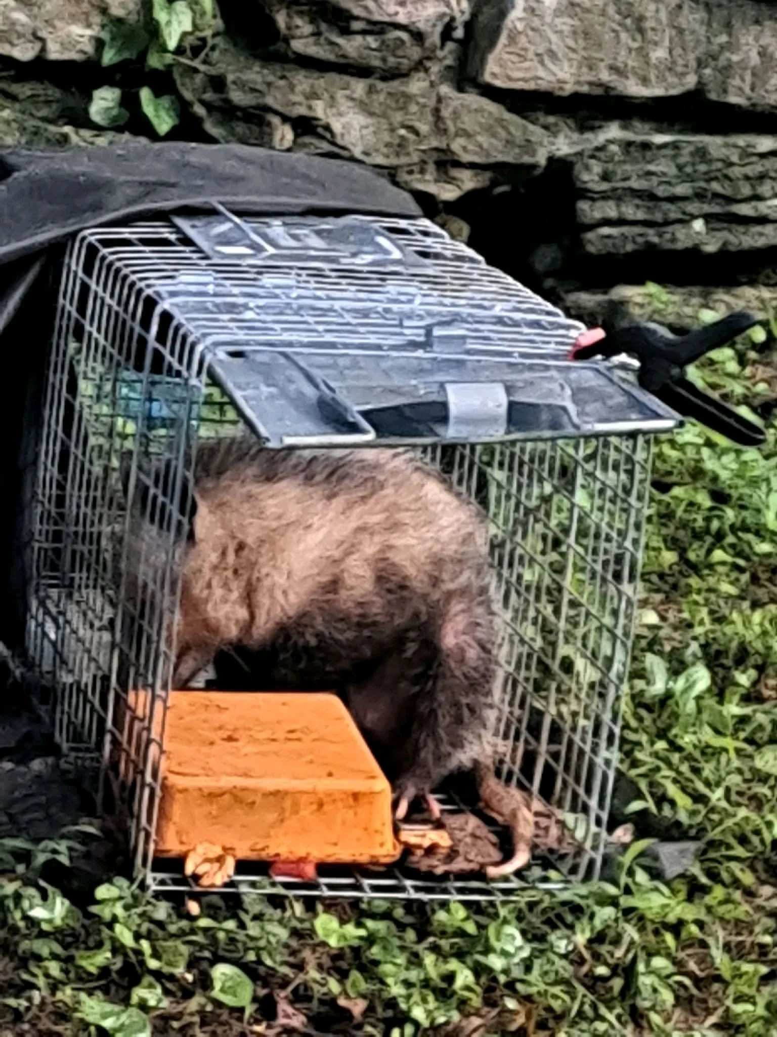 We tried to rescue a raccoon