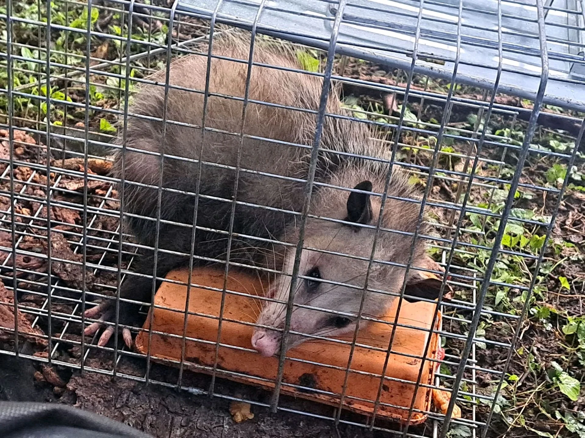 We tried to rescue a raccoon