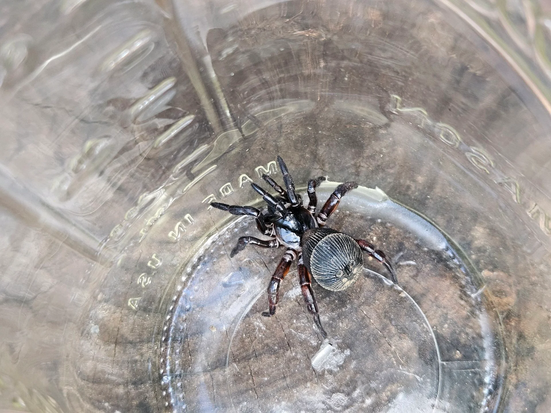 Trapdoor spider 🕷