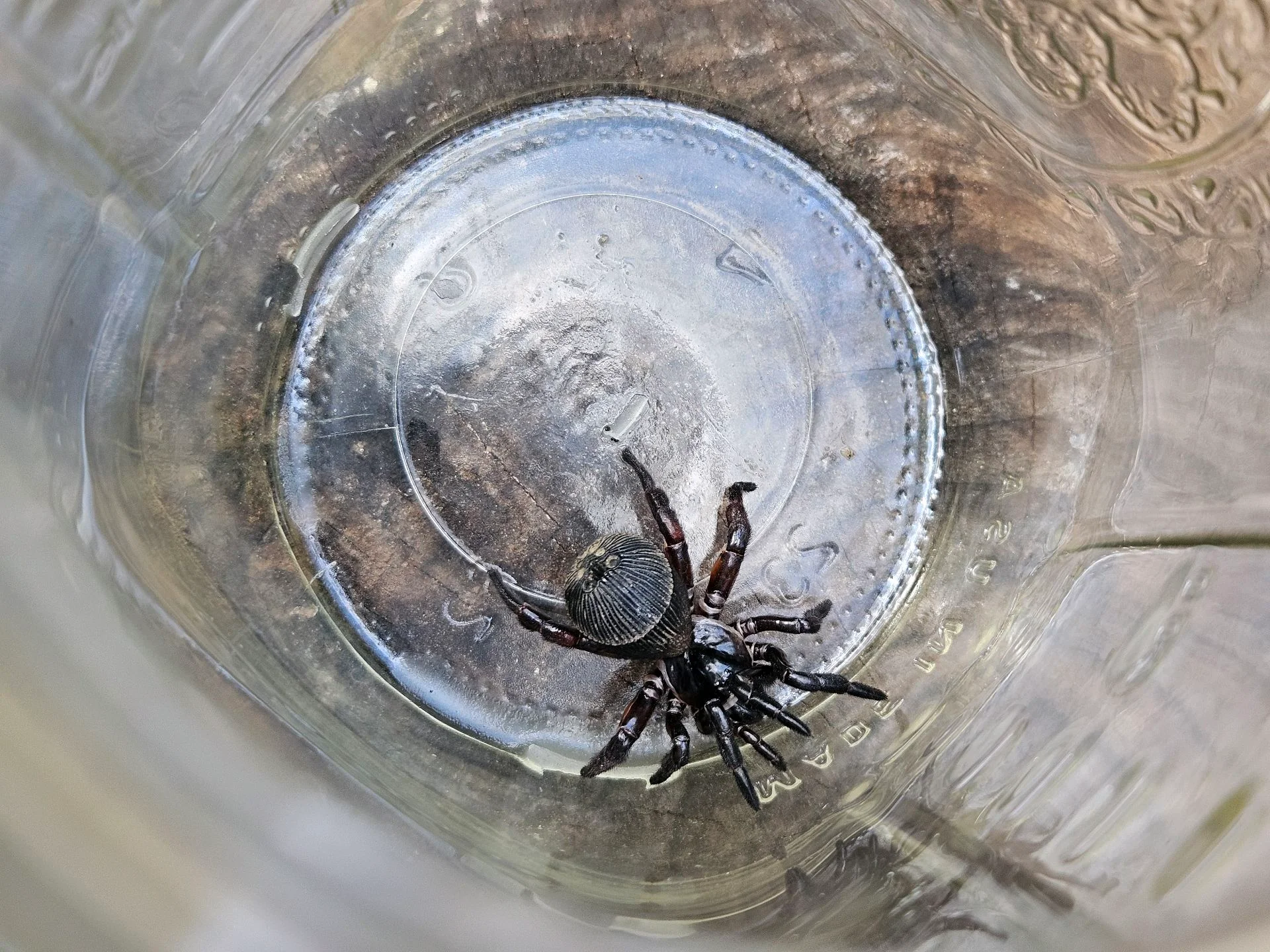 Trapdoor spider 🕷