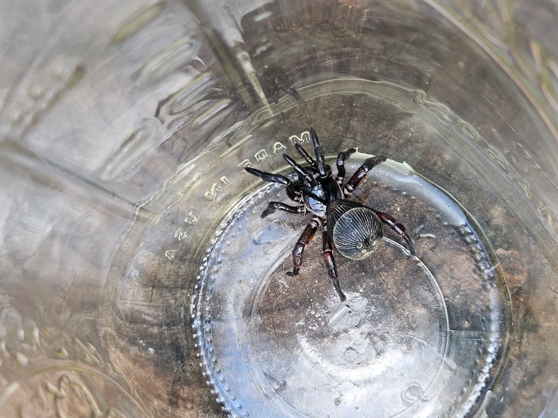 Trapdoor spider 🕷