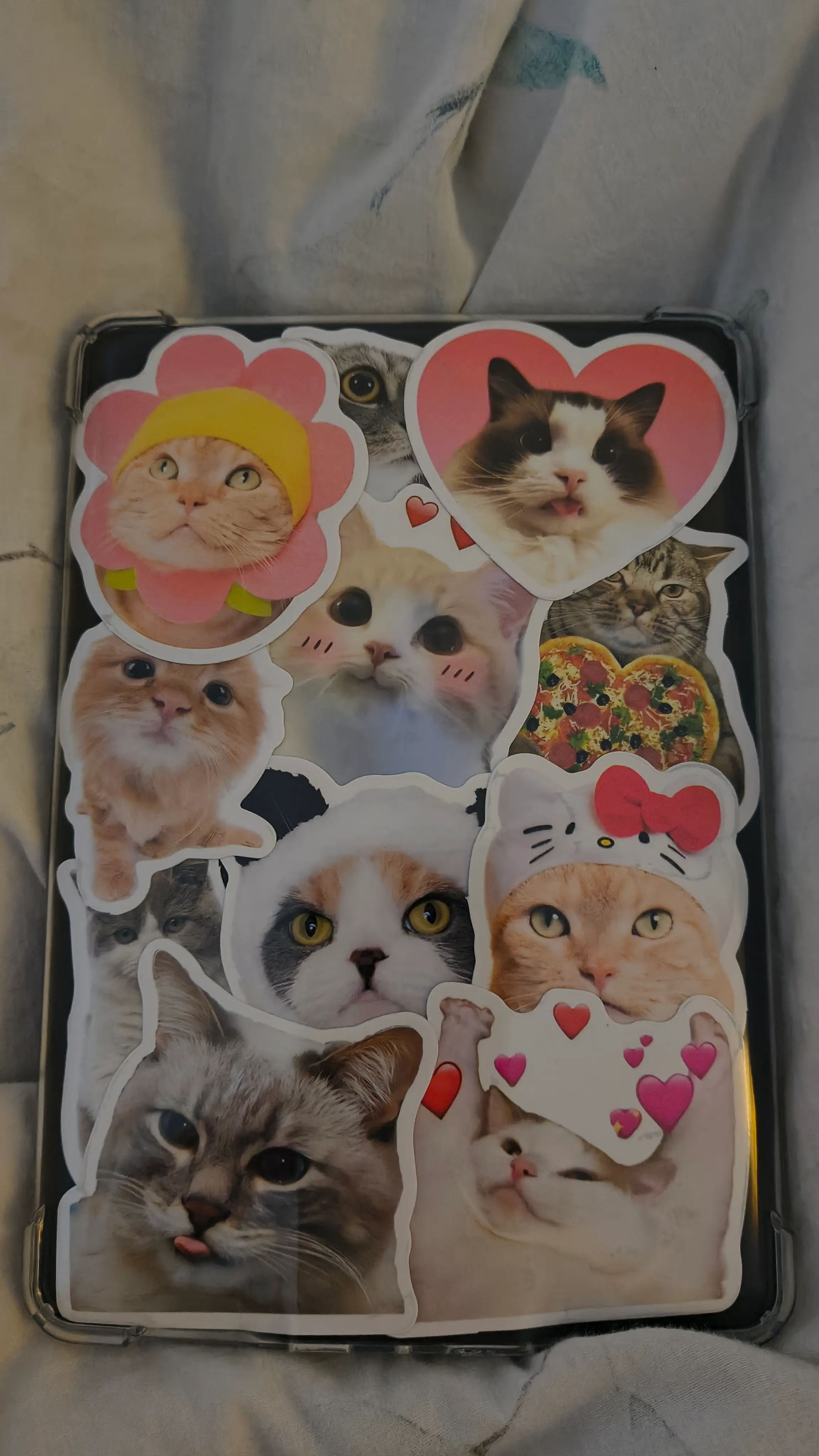 Attention cat lovers: