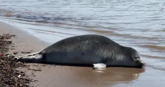 Caspian seal