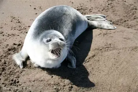 Caspian seal